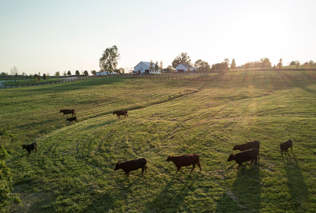 The Philosophy of Farm to Table: Sustainability and Quality